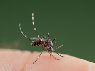 Chikungunya May Be Misdiagnosed As Rheumatoid Arthritis, Researchers Say