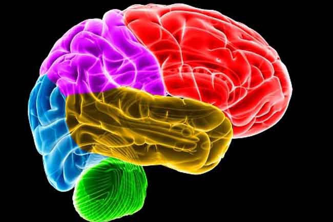 Boosts your Brain Health