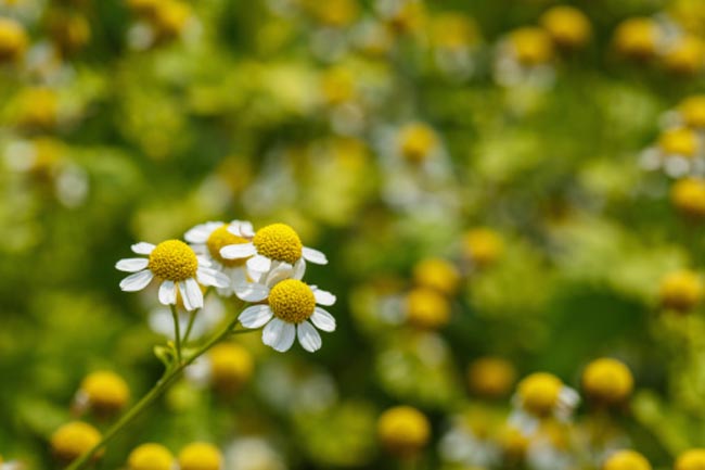 Feverfew