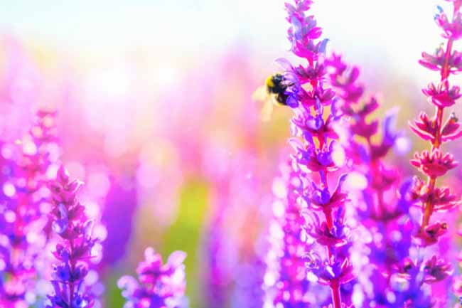Lavender
