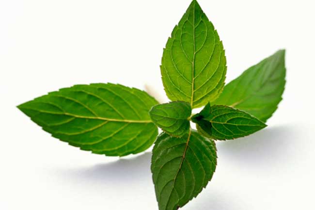 Peppermint