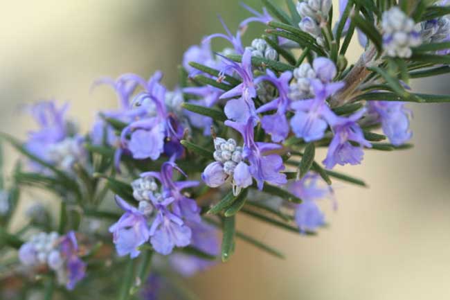 Rosemary