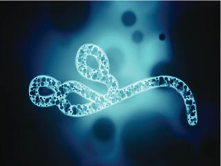 A Paper Strip to Diagnose Ebola within 10 Minutes
