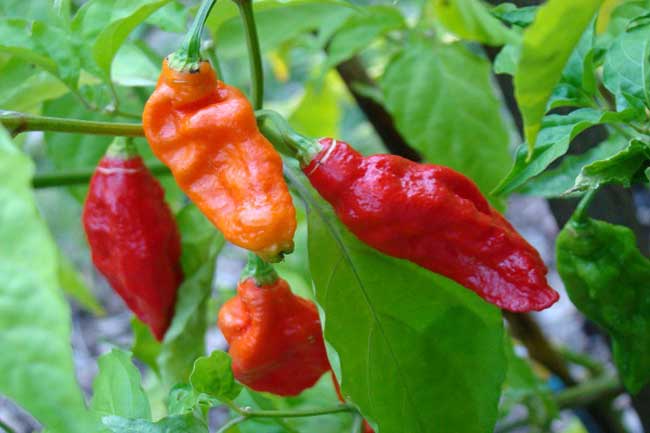 बहुत झोलोकिया (bhut Jolokia)