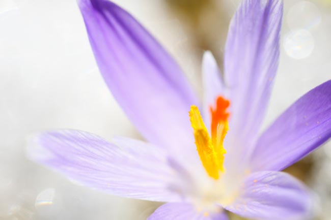 Benefits of Saffron for Your Skin
