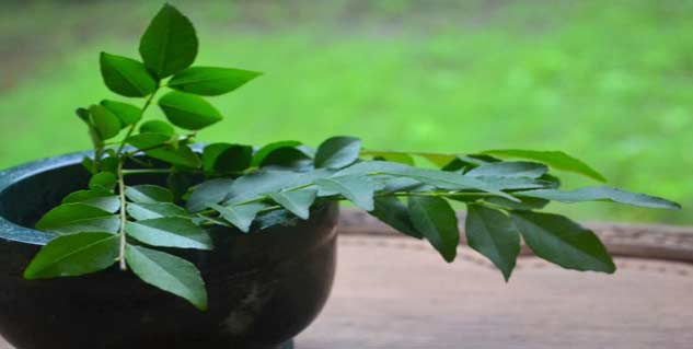 कढ़ी पत्ते curry leaves in hindi