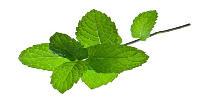 पुदीना pepperment in hindi