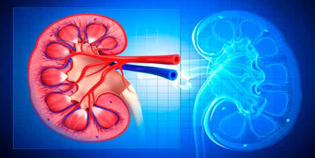 किडनी की समस्या kidney problem in hindi