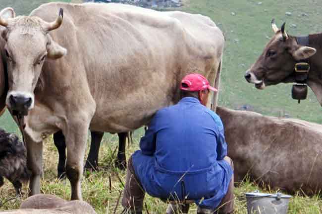 Cow’s Raw Milk