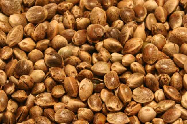 Hemp Milk
