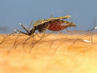 Cell protein lets malaria parasite enter the liver
