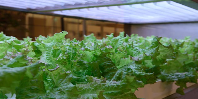 ट्रिफ्लूमाइजोर ) Triflumizole