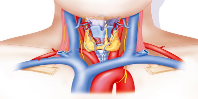 thyroid in Hindi
