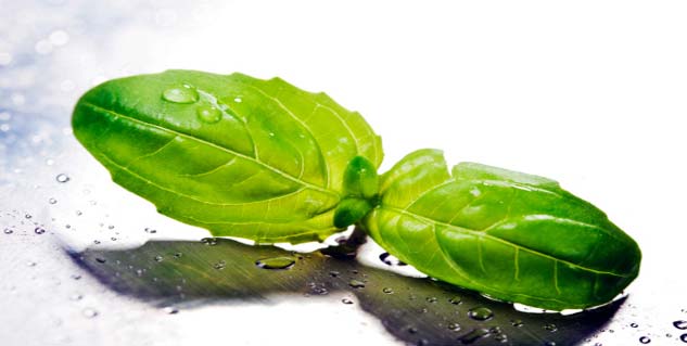 tulsi for dry cough tulsi for dry cough