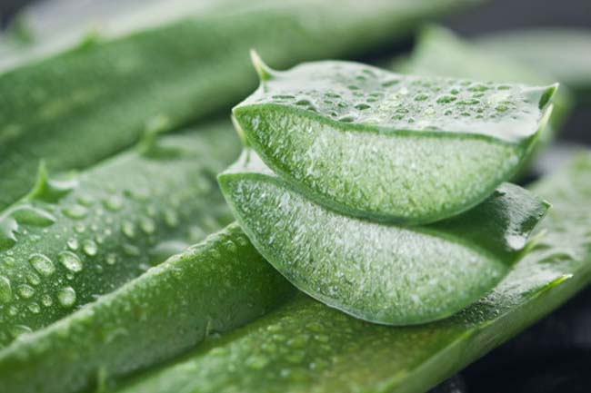 Aloe Vera
