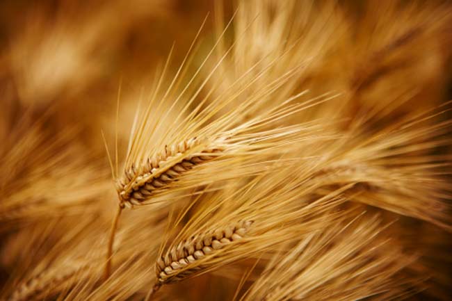Whole Wheat