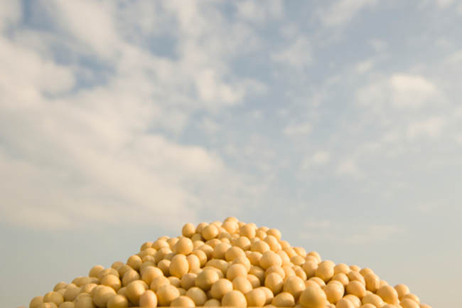 Soy