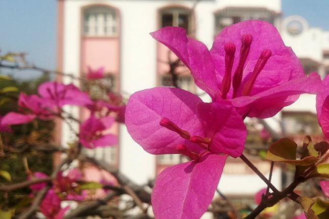 शुगर के स्तर को संतुलित रखे