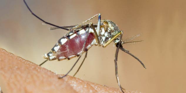 जीका वायरस zika virus in hindi