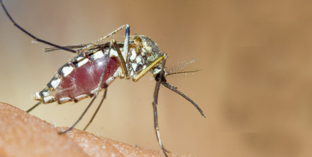 Mosquito मच्छर