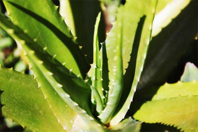 एलो वेरा (Aloe Vera)