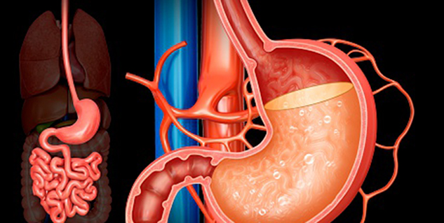 पेट में एसिड का स्राव  acid secretion in hindi