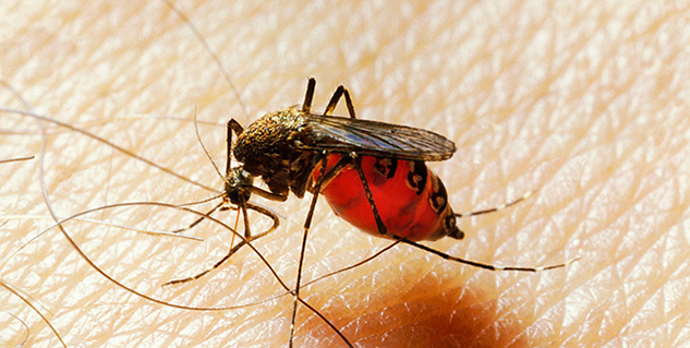 जापानी इंफेलाइटिस japanese encephalitis in hindi