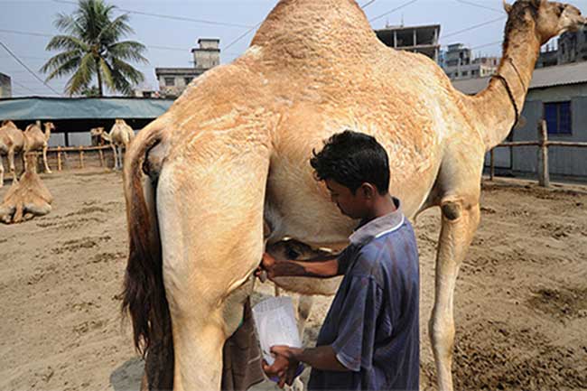 ऊंटनी का दूध