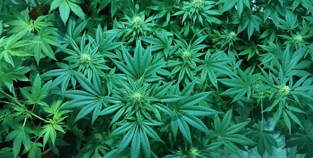 गांजा marijuana