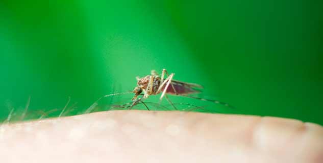 zika virus जीका वायरस