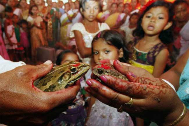 बारिश लाने के लिए मेंढकों की शादी
