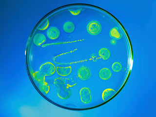 Food preservatives can kill cancer cells