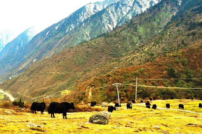सिक्किम की युमथंग घाटी