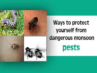 Ways to protect yourself from dangerous monsoon pests