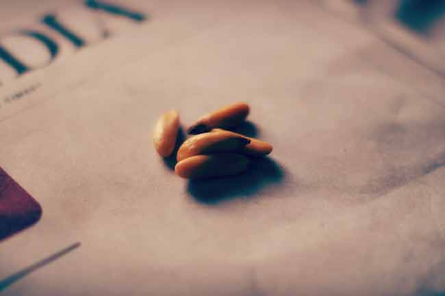 एनिमिया से बचाव करे और हड्डियां मजबूत बनाए