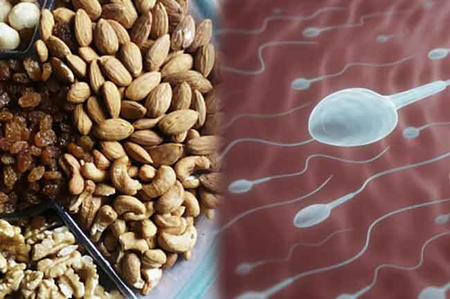स्पर्म का उत्पादन और नट्स का सेवन