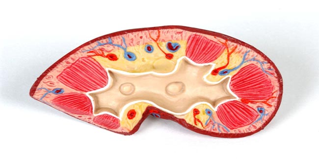 Kidney diseases in children are going to be big risk in future