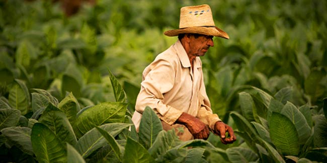 How tobacco farming contributes to world hunger