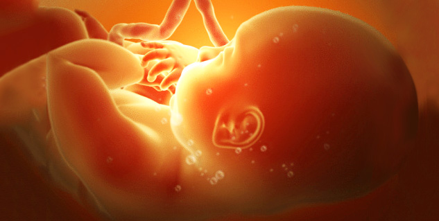 foetus