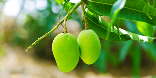 Amazing Benefits Of Mango Leaves You Must Know Healthy