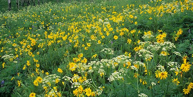 osha root in hindi ओशा रूट