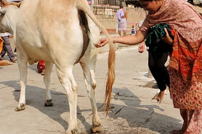 आयुर्वेदिक औषधियों के लिए गौमूत्र