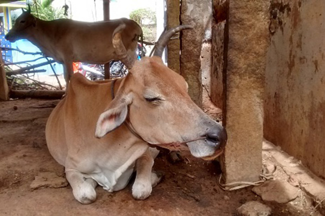 गाय के दुधारू ना रहने पर