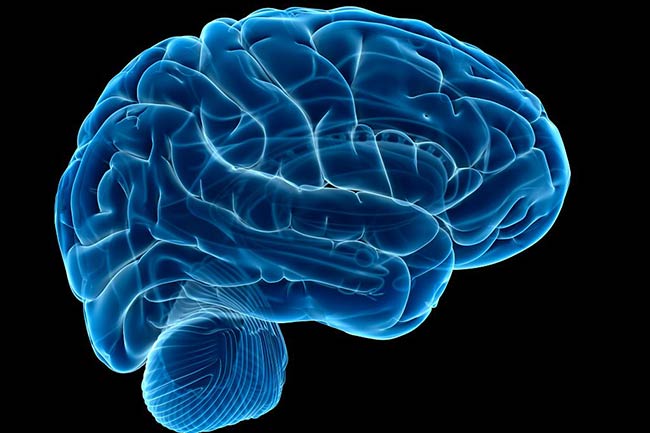 मस्तिष्क रोग और शरीर की जलन के लिए उपयोगी