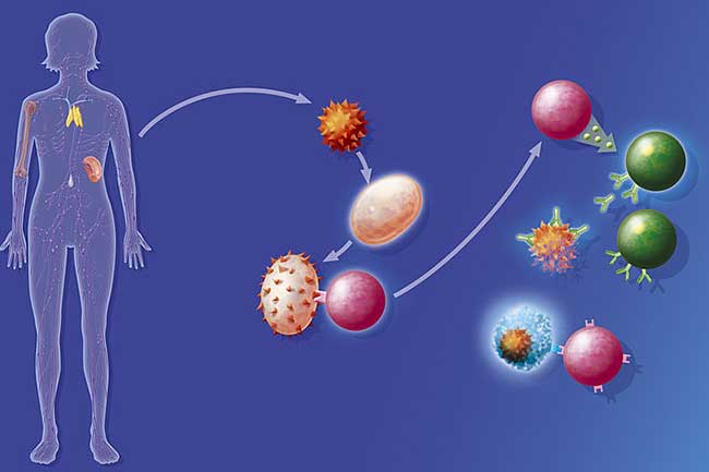 कमज़ोर इम्यून सिस्टम (Weakened Immune System)