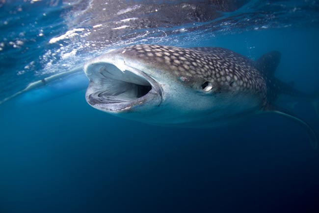 "फिश लिप्स" बनाएं (Fish Face or Fish Face)