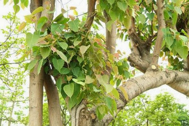 पीपल के पत्तों से इलाज