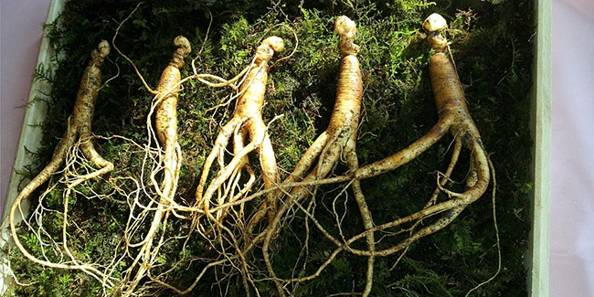 This is how you can use ginseng to lose weight fast