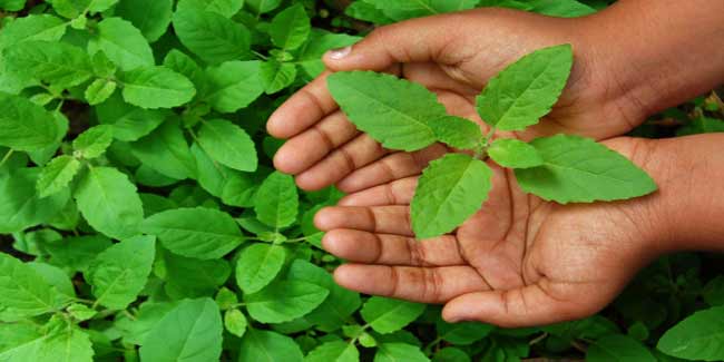 सुबह खाली पेट खाएं तुलसी की 4 पत्तियां, दूर भागेंगे ये 10 रोग