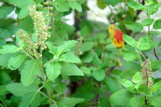 त्वचा जवां रखे